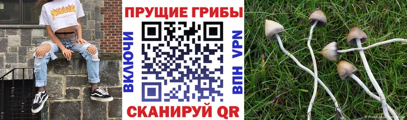 Псилоцибиновые грибы мухоморы Новоаннинский